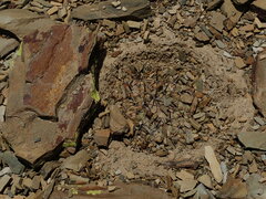 Parodia subterranea