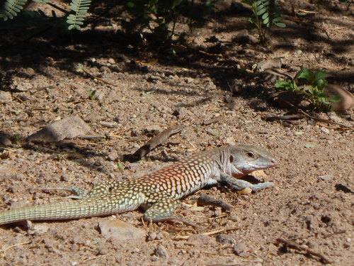 Marbled Whiptail