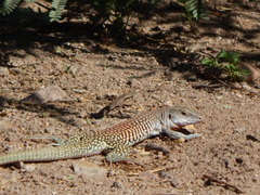 Marbled Whiptail photo 3