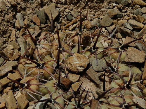 Parodia subterranea