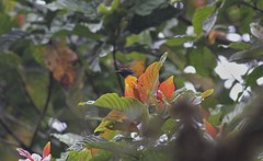 Pericrocotus speciosus siebersi