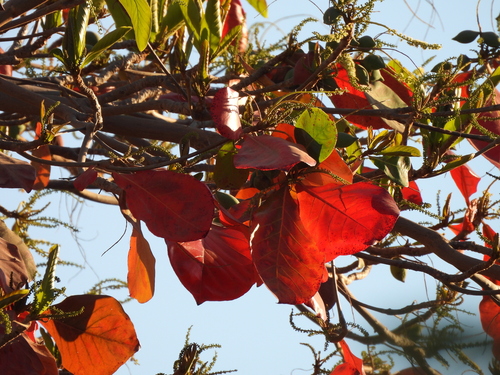 Terminalia catappa