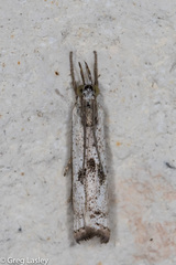 Microcrambus croesus