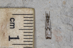 Microcrambus croesus