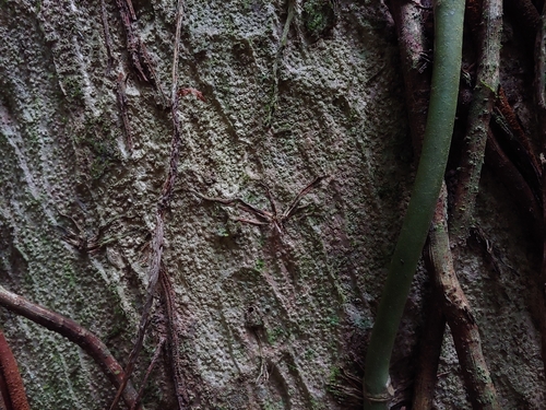 candletree (Dacryodes excelsa)