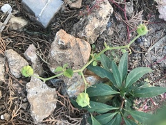 Physalis minima