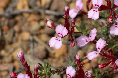 Trigger-on-stilts (Stylidium adpressum)