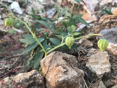 Physalis minima
