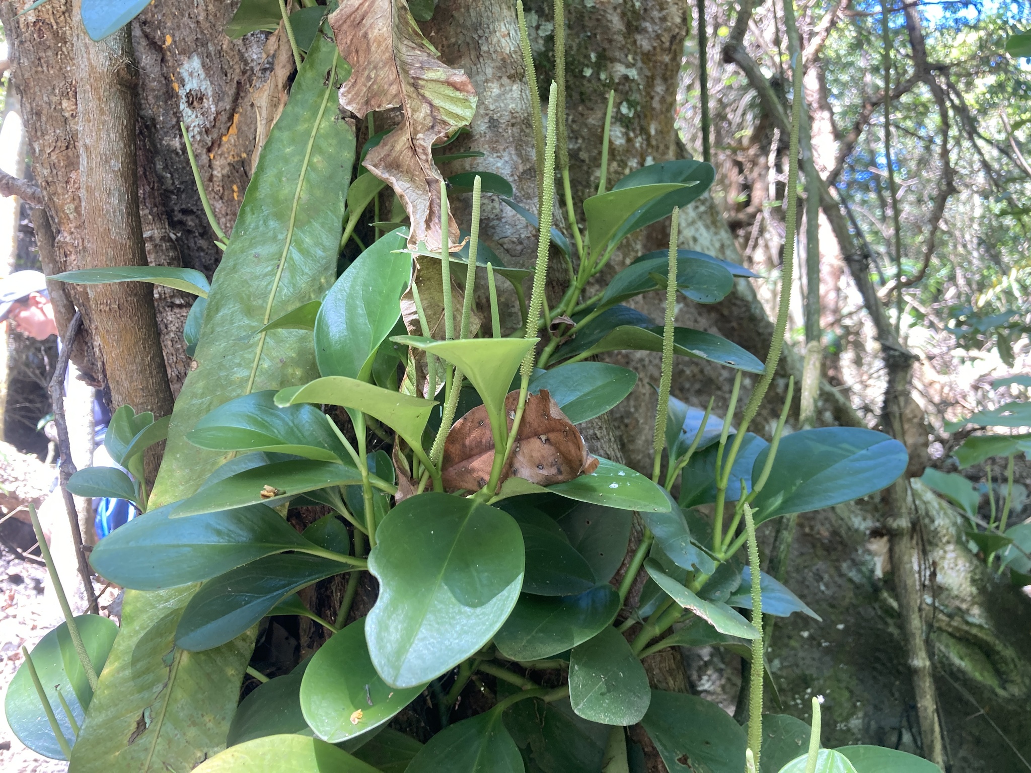 Imagem de Peperomia limão