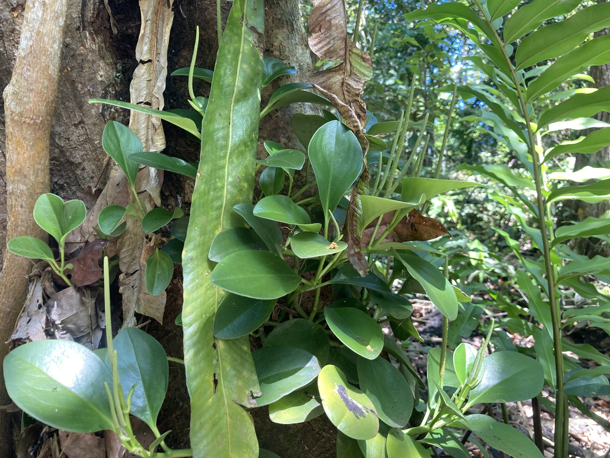 Imagem de Peperomia limão