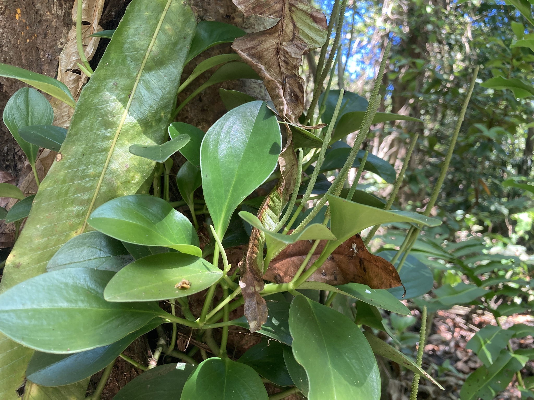 Imagem de Peperomia limão