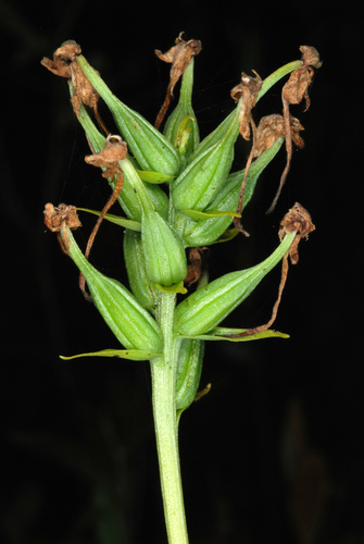 Platanthera blephariglottis