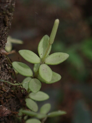 Acorn peperomia (Peperomia tetraphylla)
