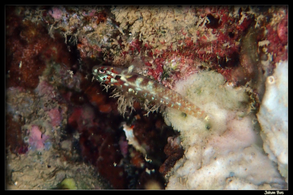 Headspot pygmygoby (Eviota melasma) — Gobiidae