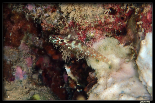 Headspot pygmygoby (Eviota melasma) — Gobiidae
