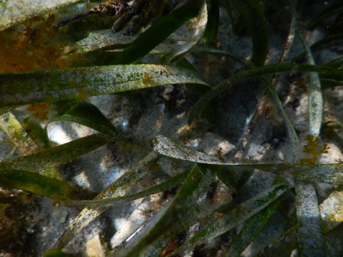 Image of Thalassia hemprichii by (c) Belinda Forbes, some rights reserved (CC BY)