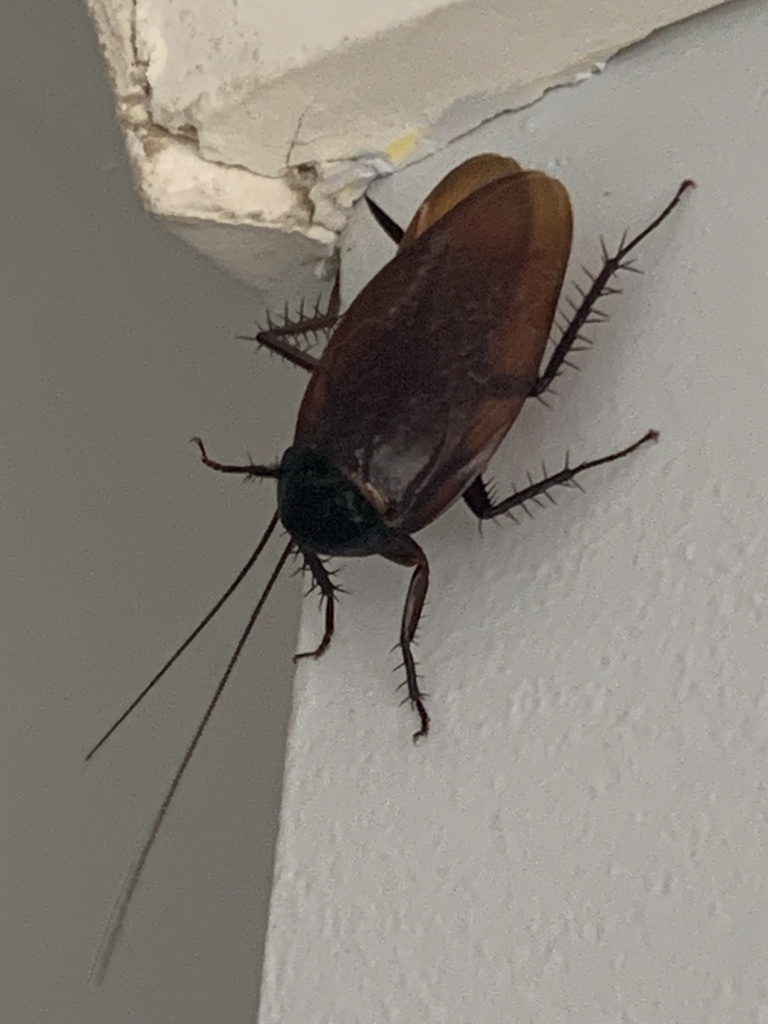 Smoky Brown Cockroach from Bray Grove, Menai, NSW, AU on January 19 ...