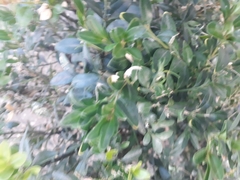 Buxus