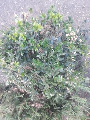 Buxus