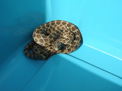 Crotalus polystictus