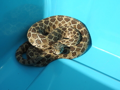 Crotalus polystictus