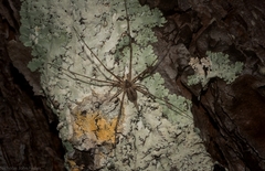 Tamopsis fickerti