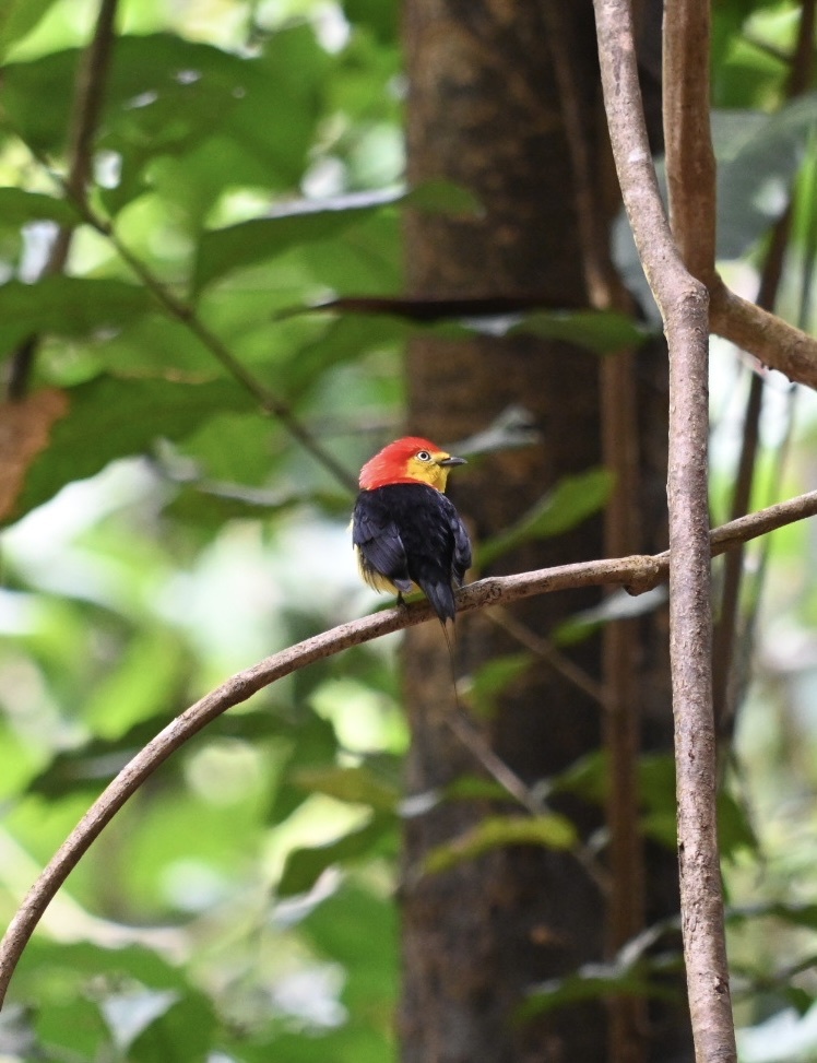 Wire-tailed Manakin (Pipra filicauda), photo 10