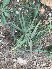 Vincetoxicum sibiricum