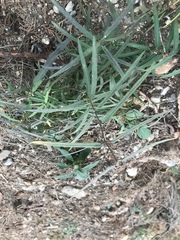 Vincetoxicum sibiricum