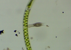 Lepidodermella squamata