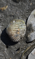 Gafrarium pectinatum