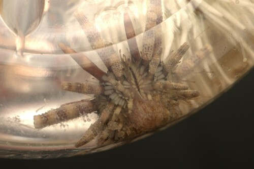 Photo of Slate-pencil urchin (Eucidaris tribuloides)