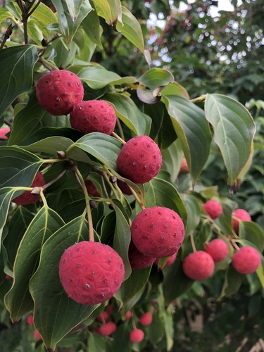Cornus kousa iNat (1)
