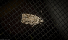 Barea nymphica