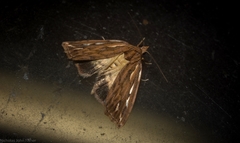 Meyrickella torquesauria