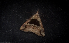 Hypena gonospilalis