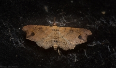 Philogethes metableta