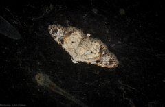 Araeopteron epiphracta