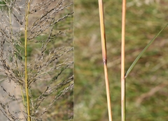 Eragrostis chloromelas