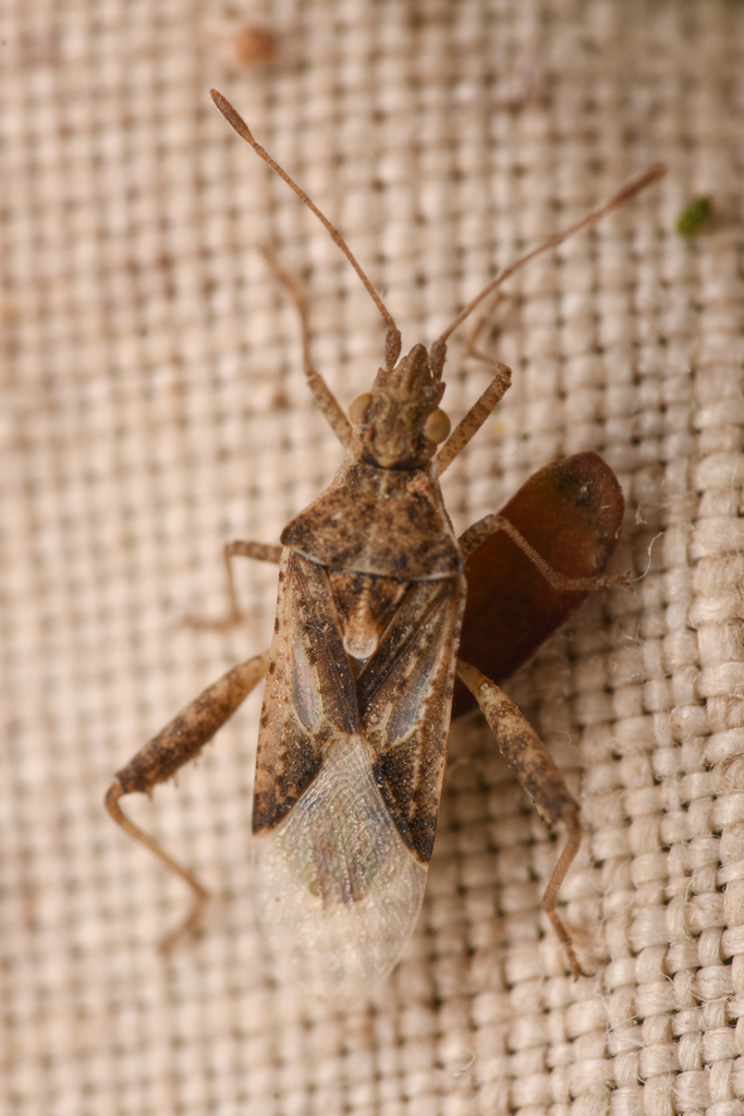 Harmostes angustatus