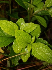 Conoclinium coelestinum