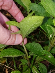 Conoclinium coelestinum