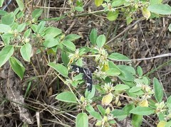 Exoprosopa dorcadion