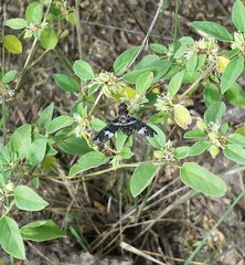 Exoprosopa dorcadion