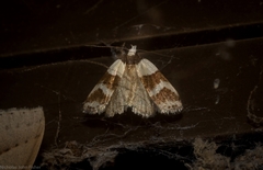 Eulechria triferella