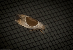 Hoplomorpha notatana