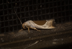 Hoplomorpha notatana
