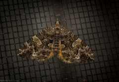 Chrysolarentia phaedra