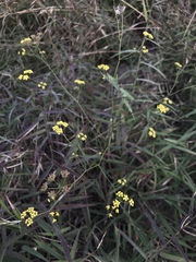 Bupleurum scorzonerifolium