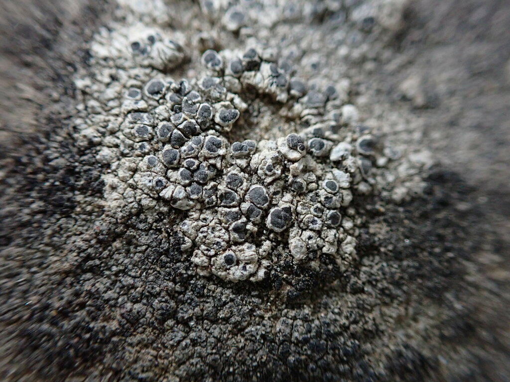 Rinodina straussii